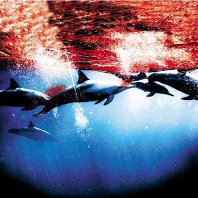 海豚湾 海报,《The Cove》图集