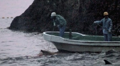 ,《The Cove》图集