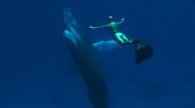 ,《The Cove》图集