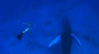 ,《The Cove》图集