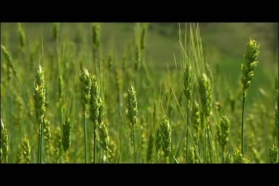 ,《推荐一部纪录片《黄羊川》》海报